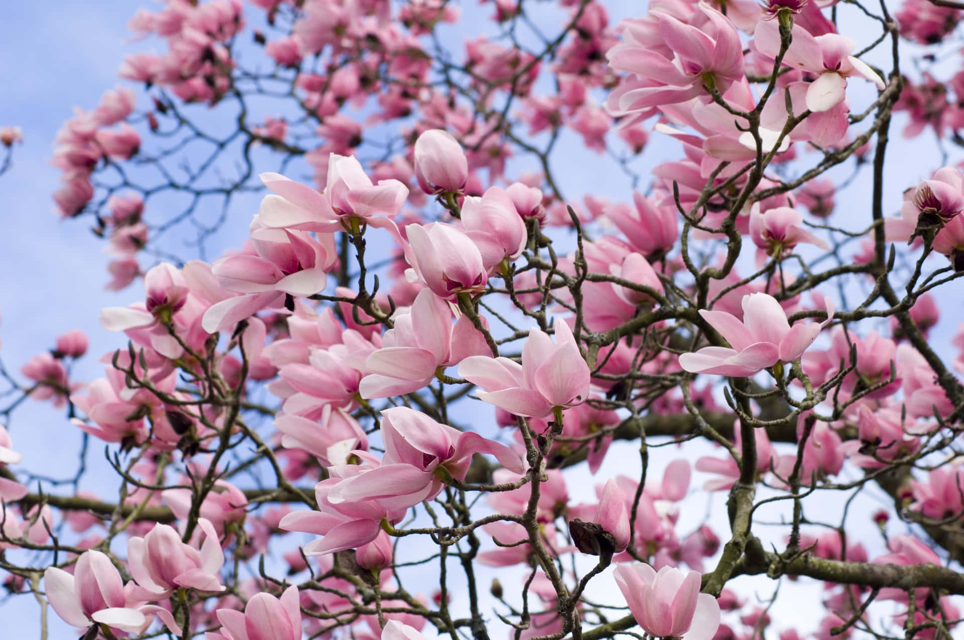 A pink magnolia flower in full bloom