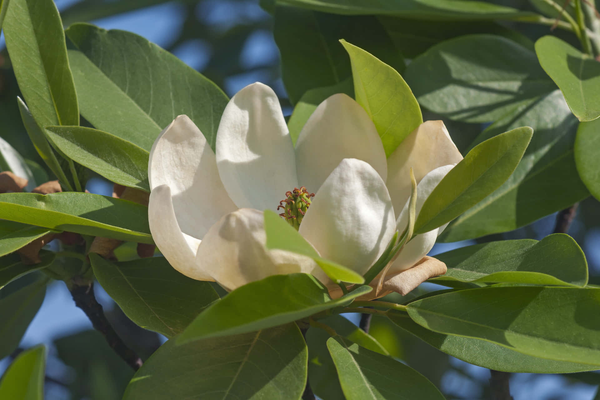A White Flower On A Tree