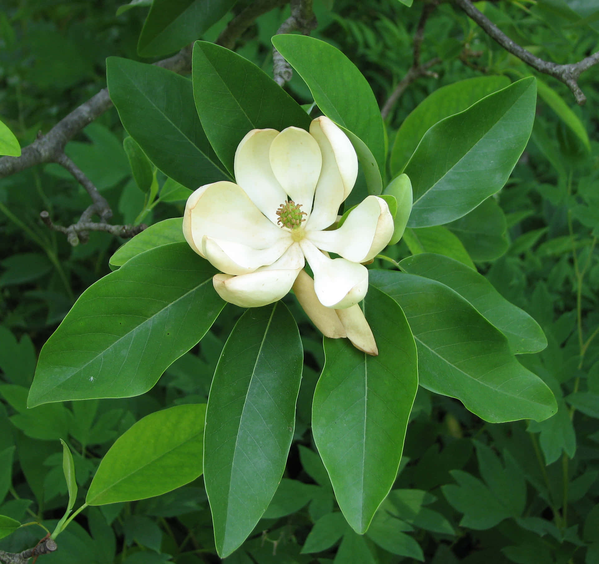 Etfelt Af Livlige Magnolia Blomster