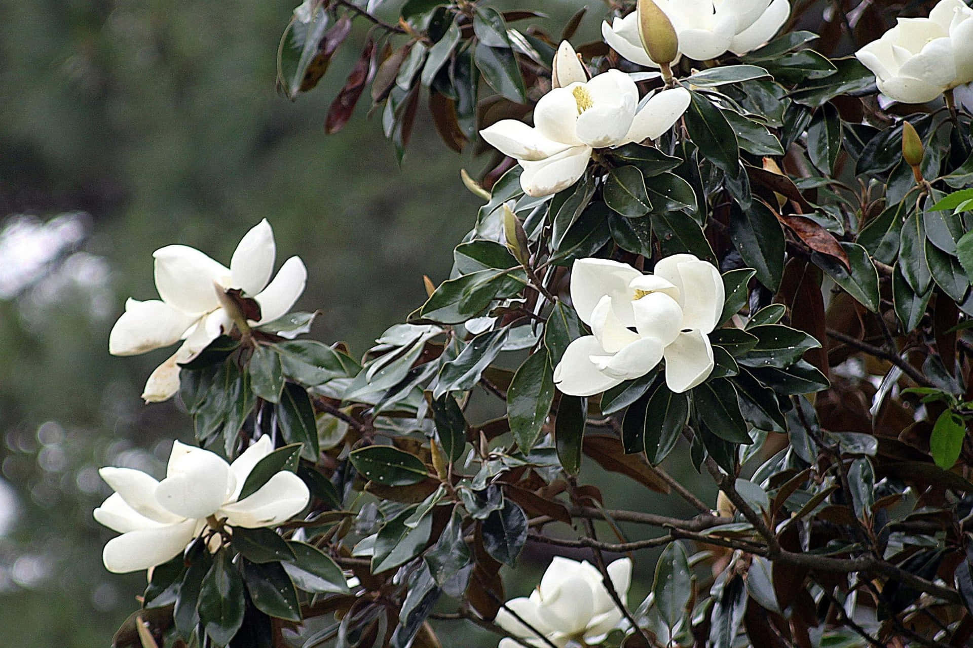 Magnoliamagnifica