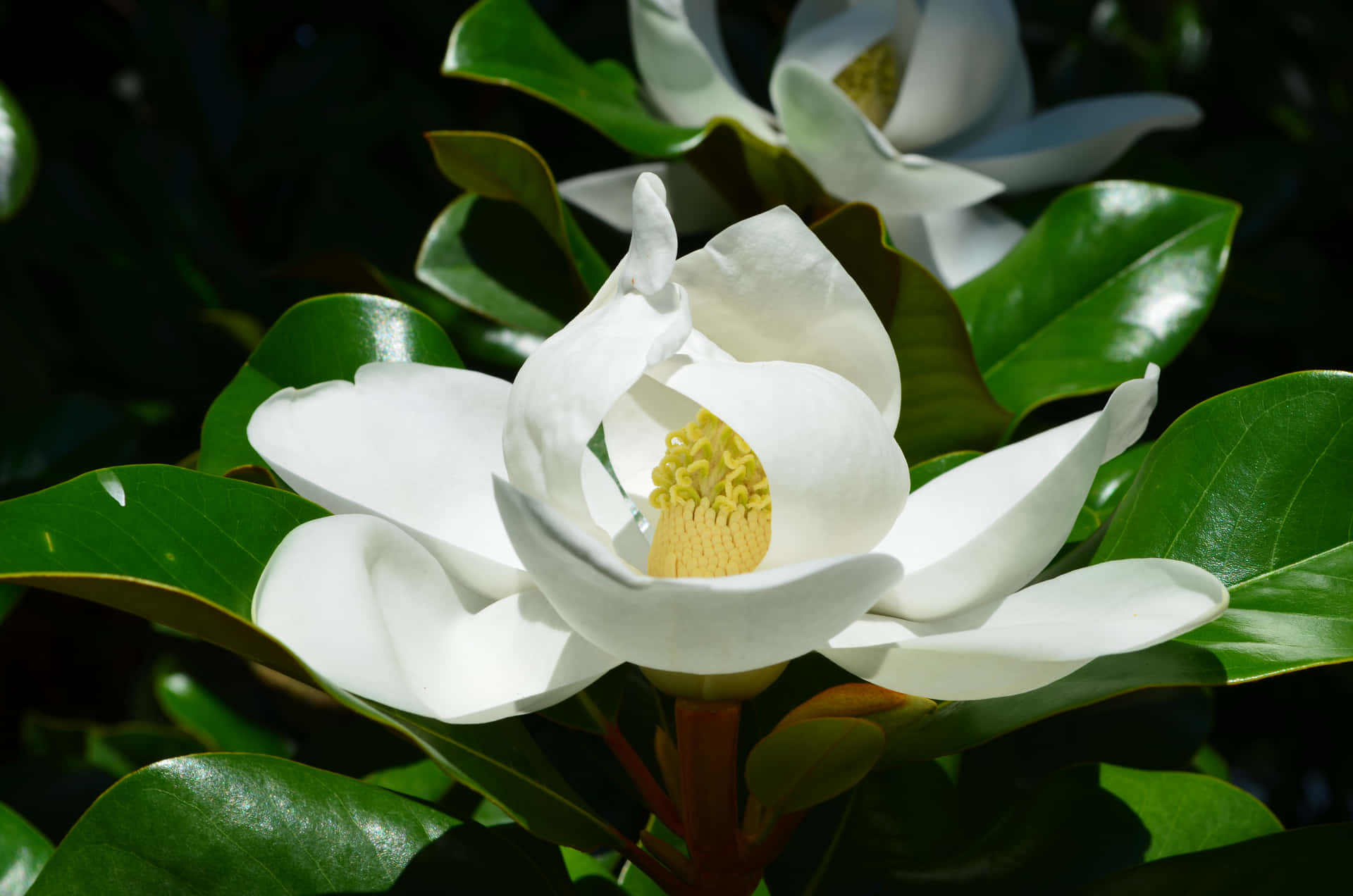 Einbild Von Einer Wunderschönen Magnolienblume.
