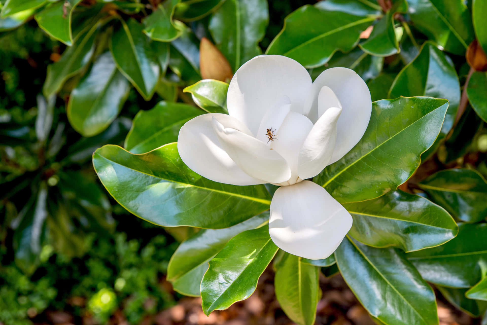 A White Flower Is Growing On A Bush