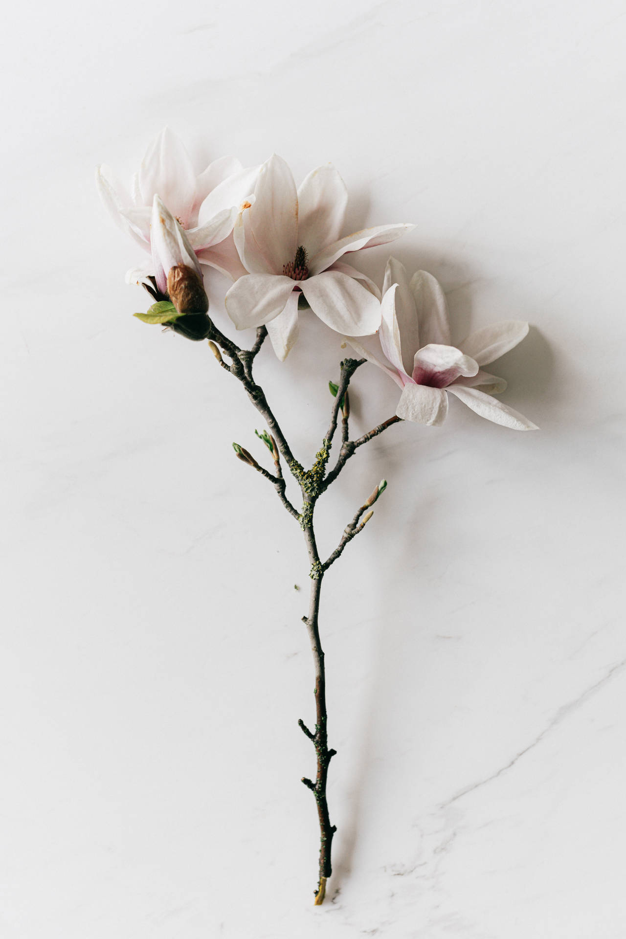 Magnolia Sprig White Flowers Wallpaper