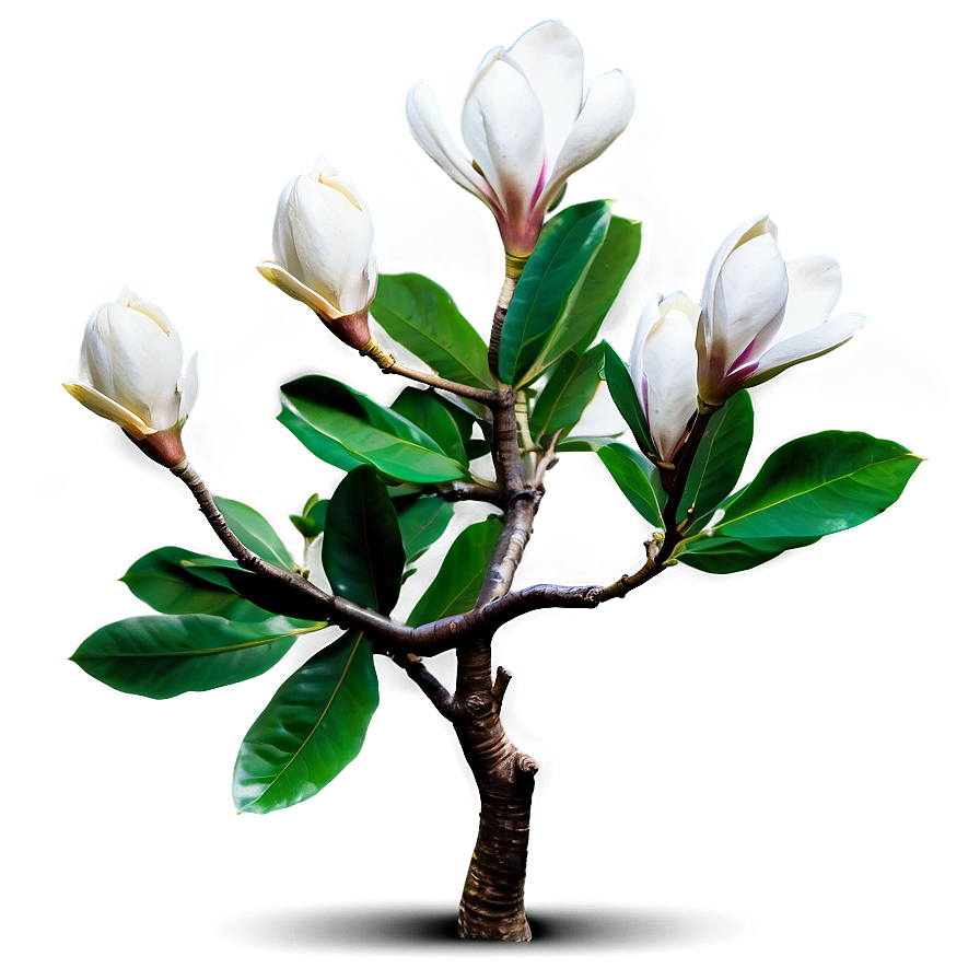 Magnolia Tree At Golden Hour Png Iki PNG