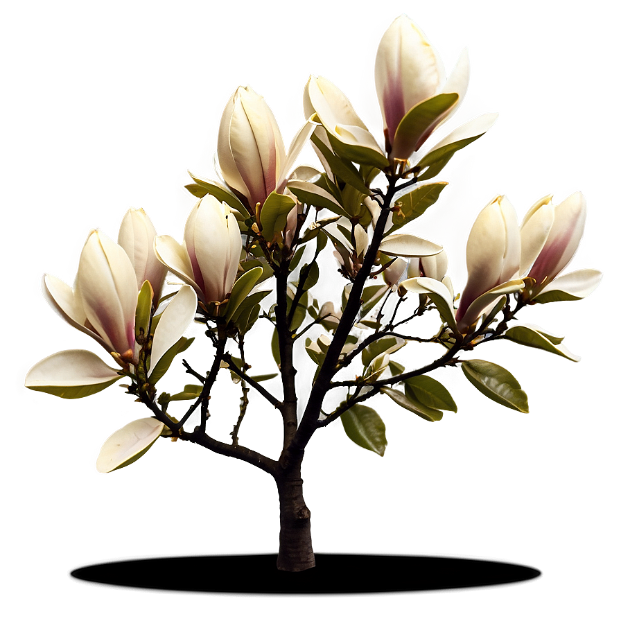 Magnolia Tree At Golden Hour Png Ipn79 PNG