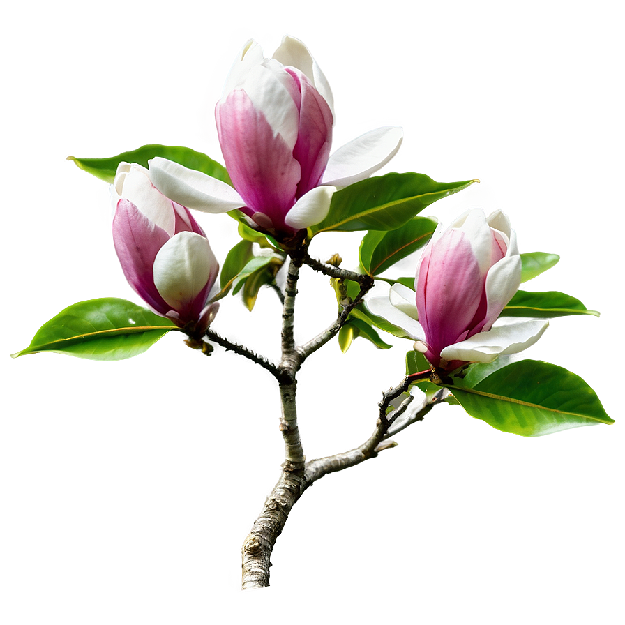 Magnolia Tree In Bloom Png Cnx PNG