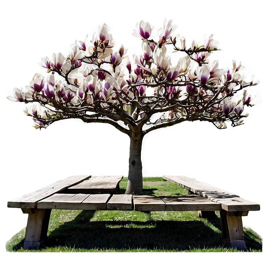 Magnolia Tree With Bench Underneath Png 06212024 PNG