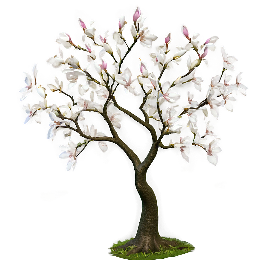 Magnolia Tree With Carved Heart Png Upn PNG