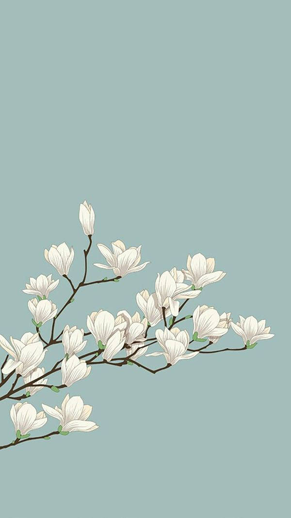 Magnolias iOS 6 Wallpaper