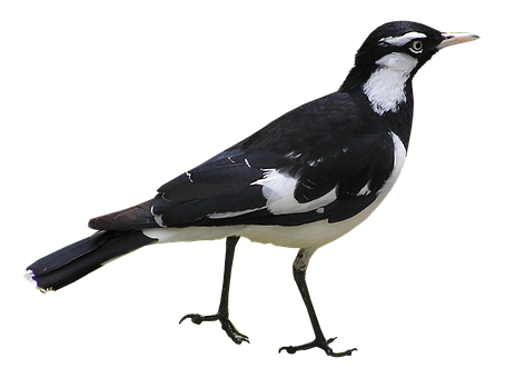 Magpie Bird Black White Background PNG
