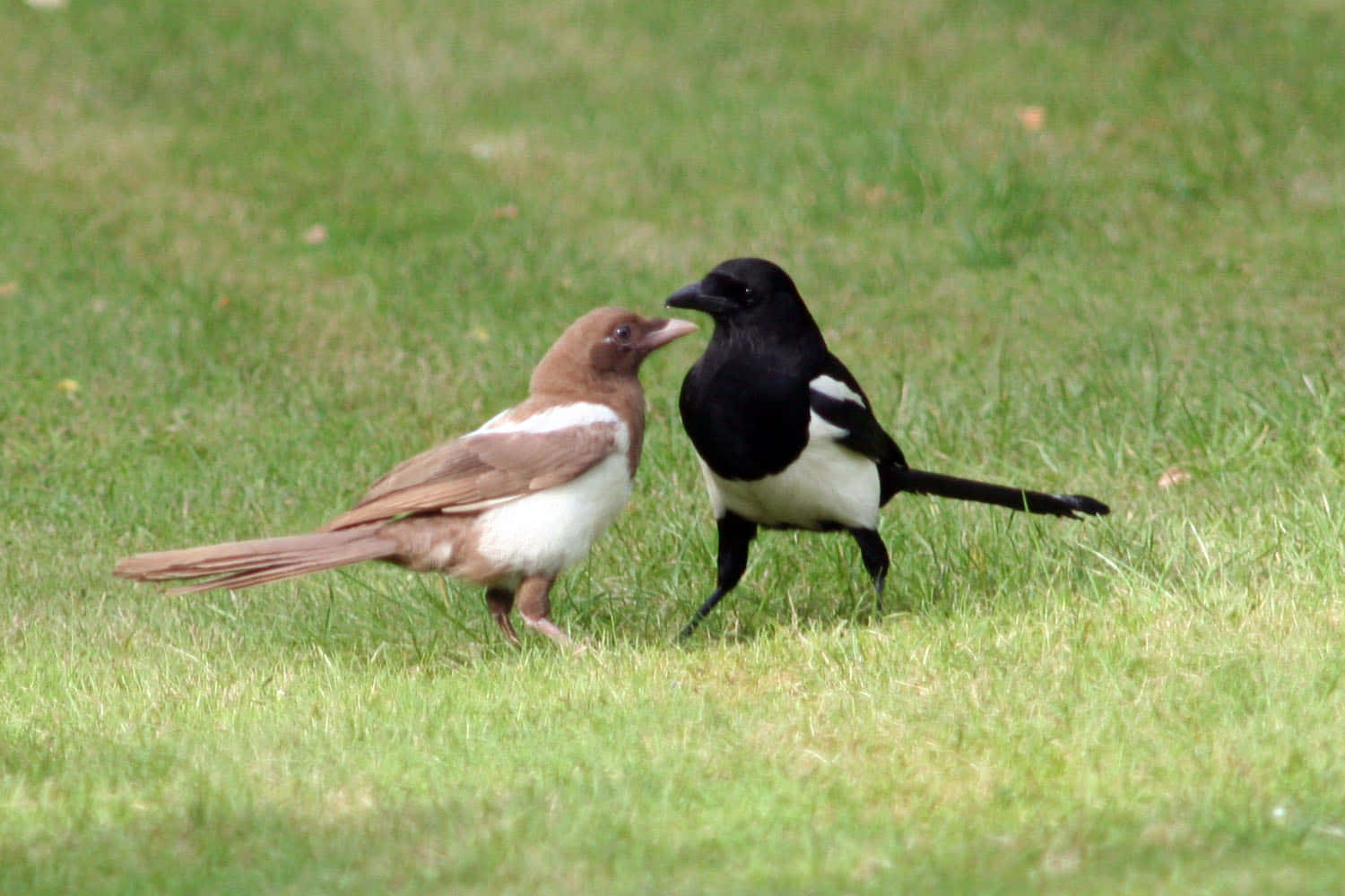 Magpie Interactionin Grass Wallpaper