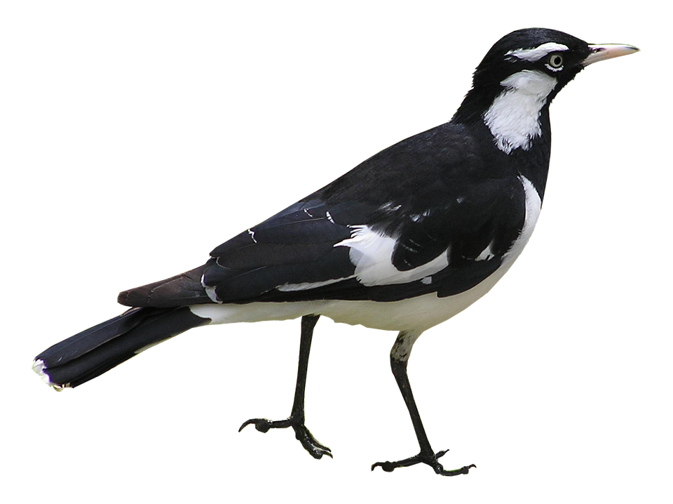 Magpie Lark Bird Profile PNG