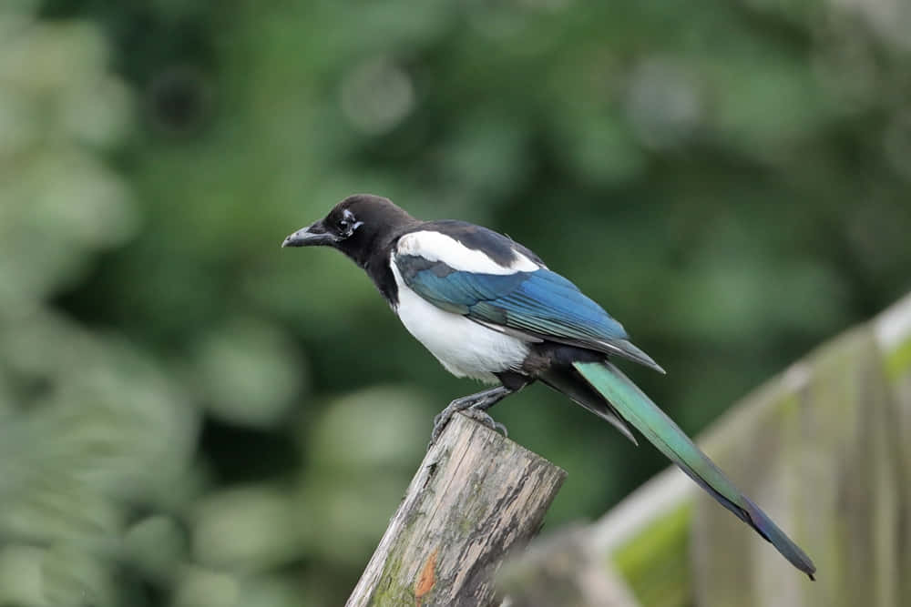 Magpie Perchedon Fence Post Wallpaper