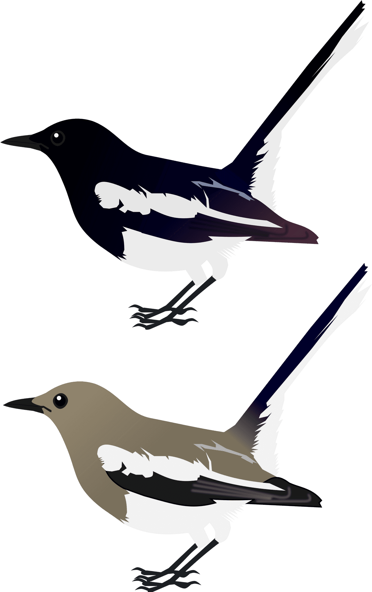 Magpie Robin Illustration PNG
