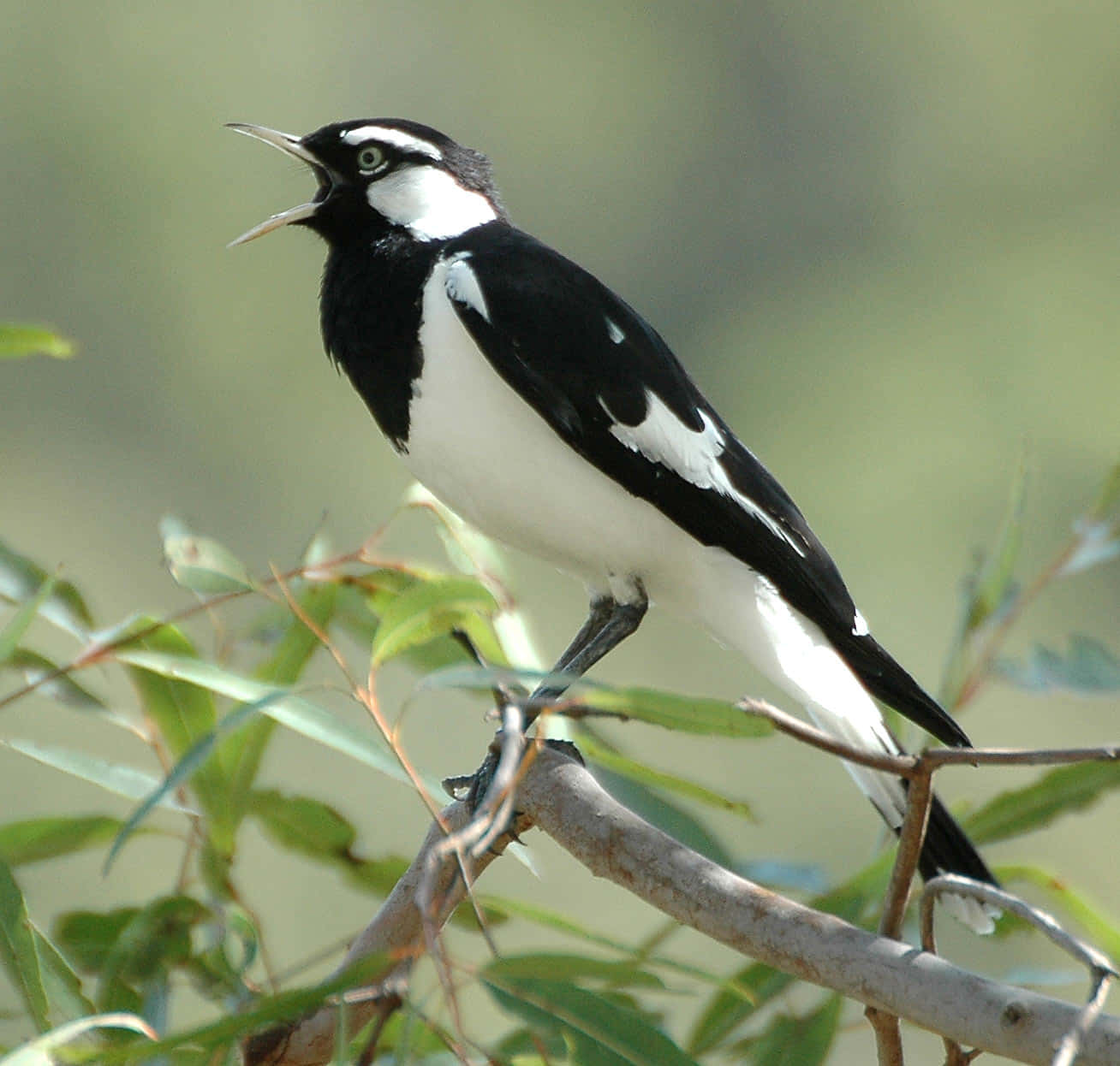 Magpie Singingon Branch.jpg Wallpaper