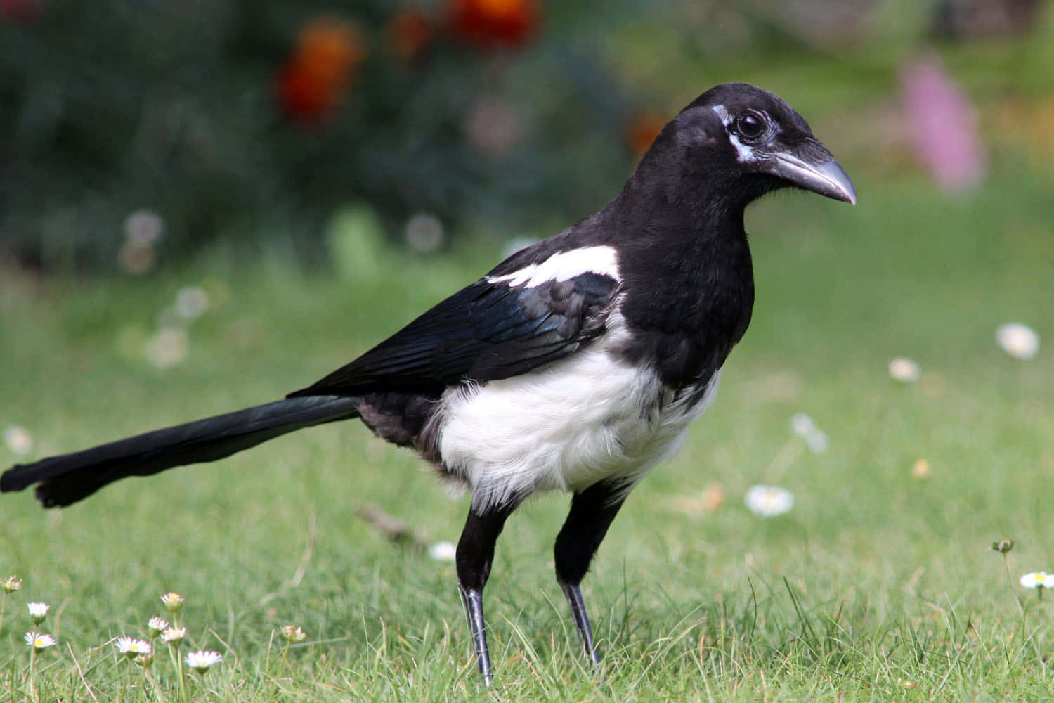 Magpie I Gress Bakgrunnsbildet