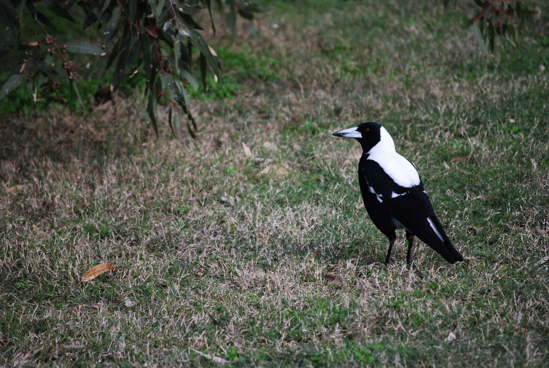 Magpieon Grass Wallpaper