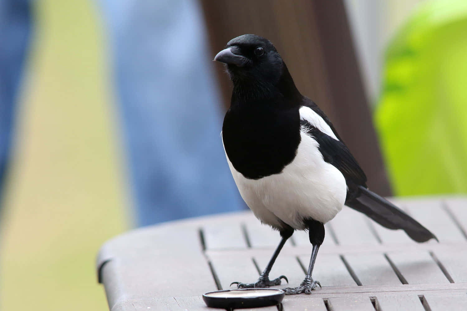 Magpie På Patio Bord Bakgrunnsbildet