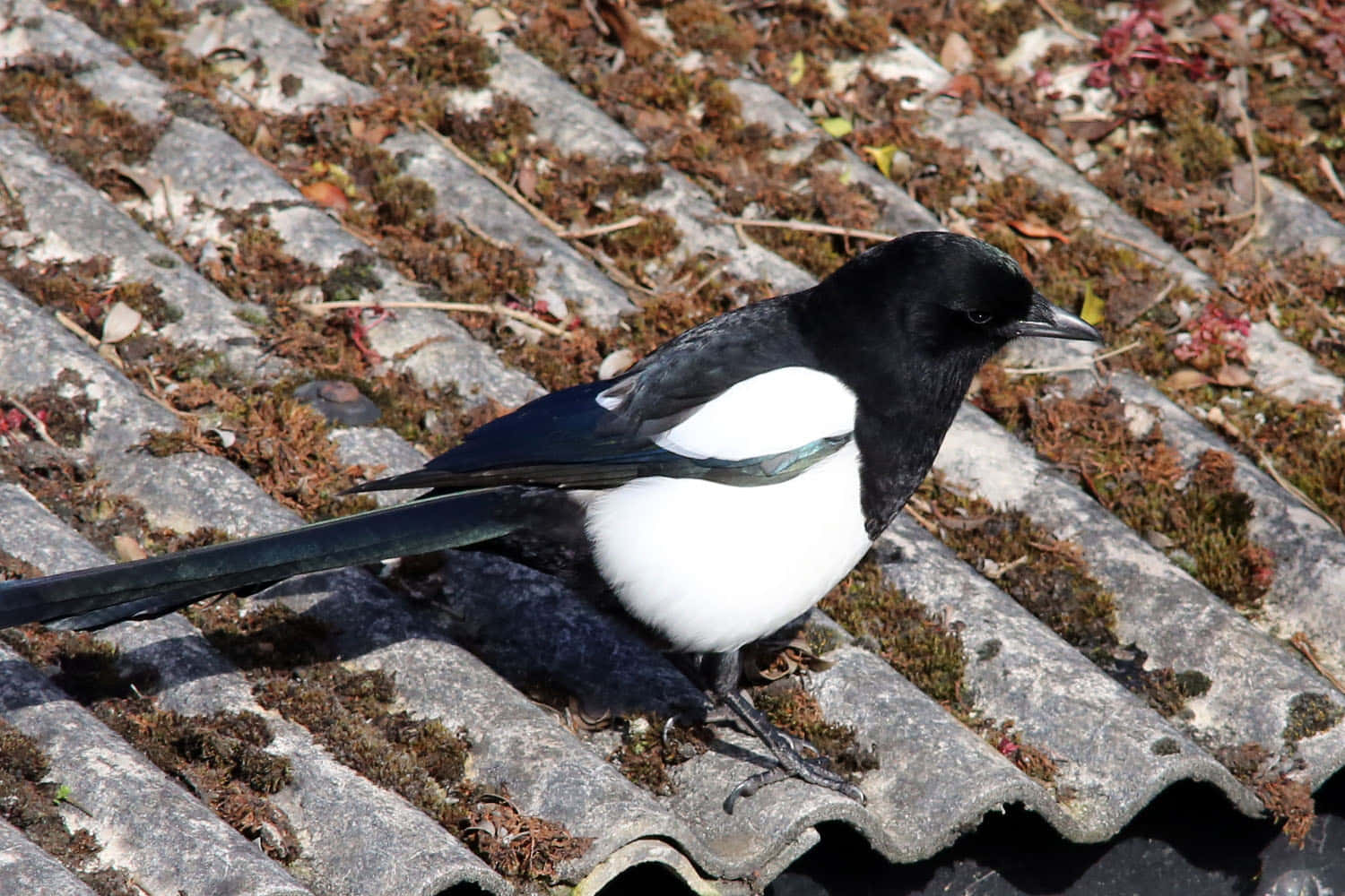 Magpieon Roof Tiles Wallpaper