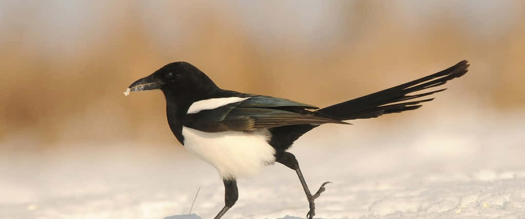 A group of magpies and crows perched on a tree branch against a foggy background Wallpaper