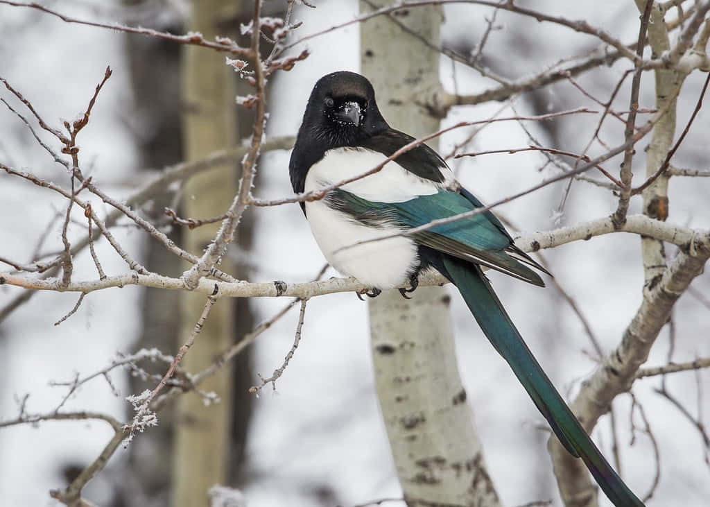 Magpies and crows perched on tree branches Wallpaper