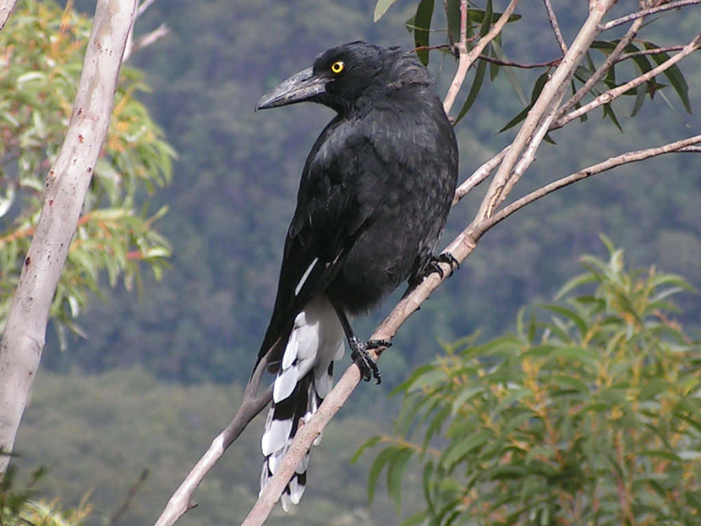 Caption: A Gathering of Magpies and Crows Wallpaper