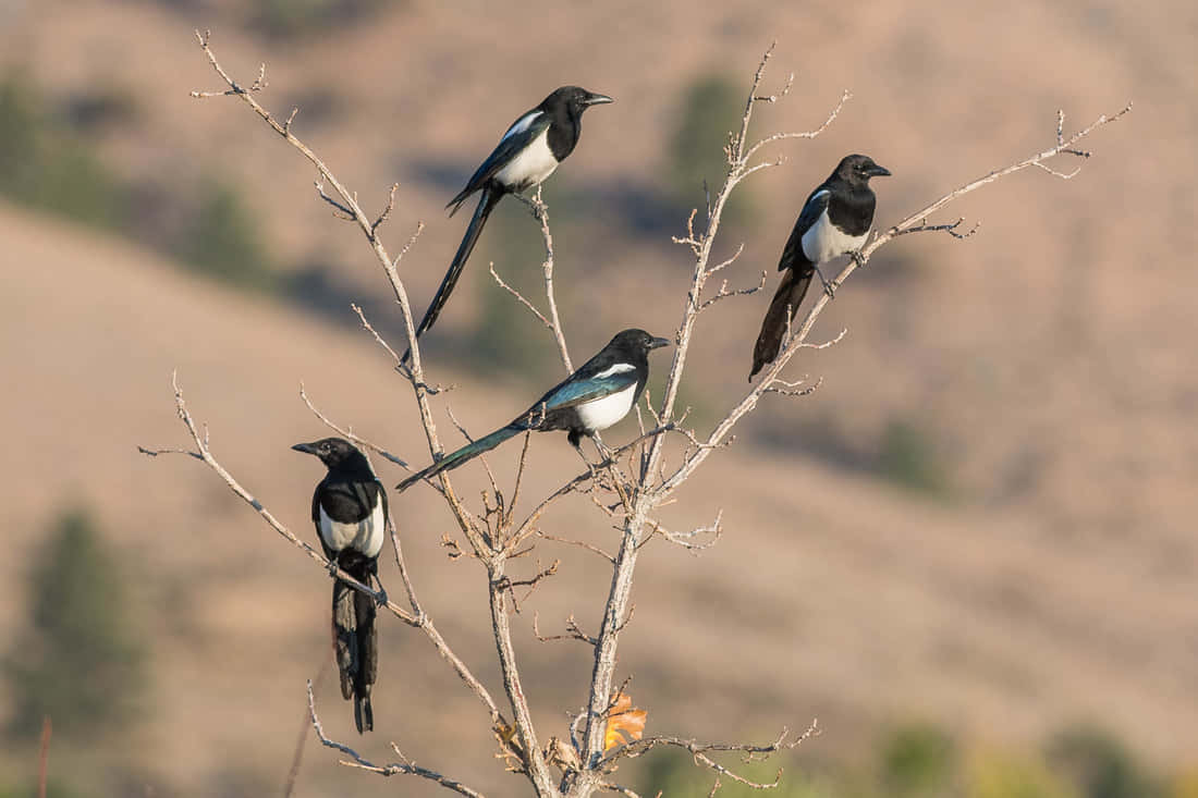 A group of magpies and crows perched on a tree branch Wallpaper