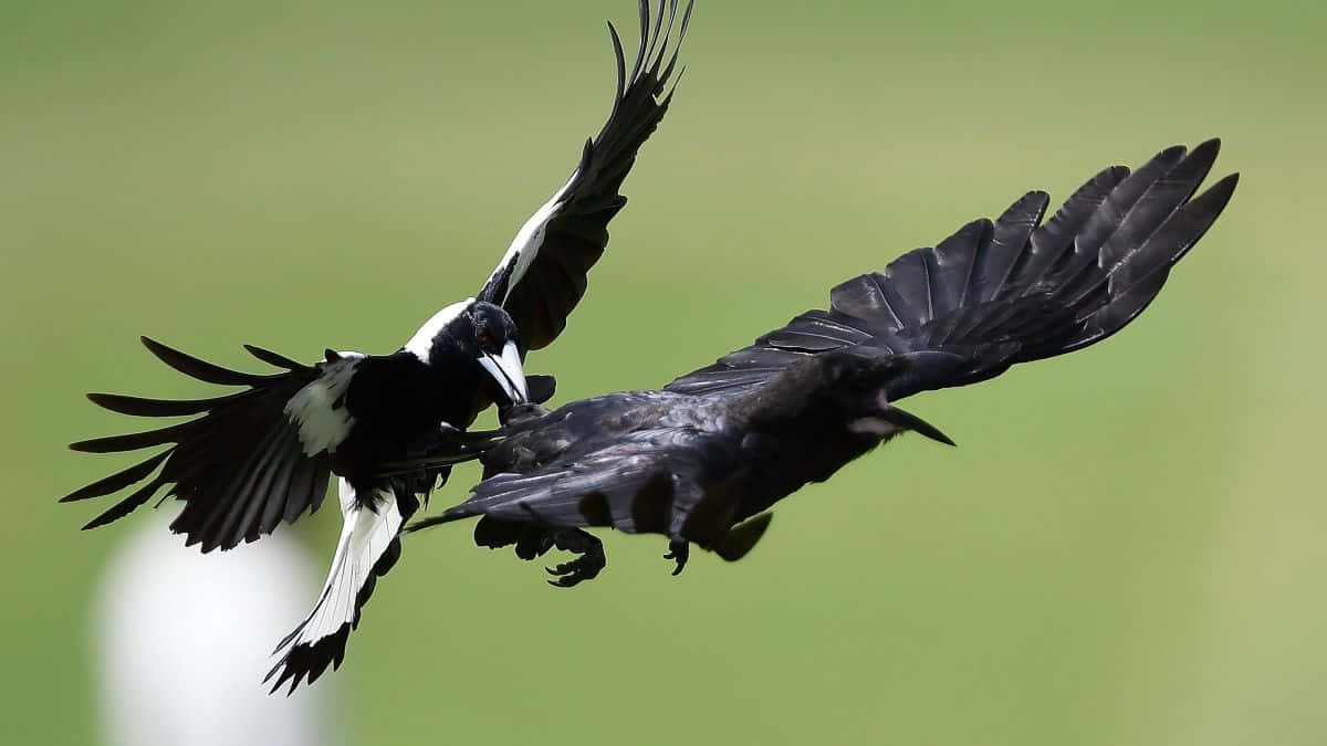 Magpies and Crows Perched on Tree Branches Wallpaper