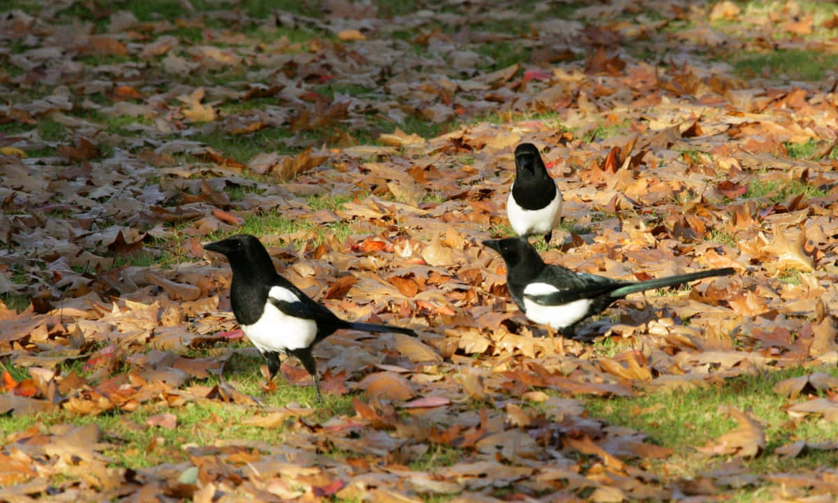 A group of magpies and crows perched on a tree branch Wallpaper