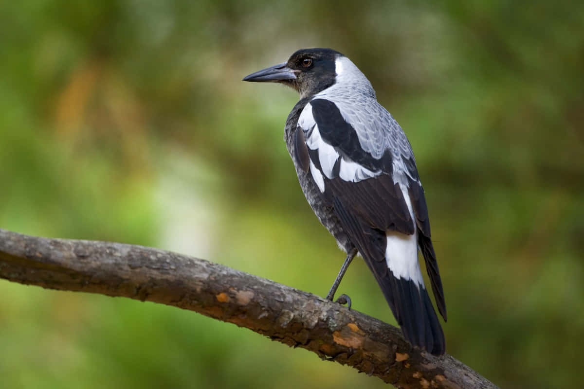 Magpies and Crows Perching on a Tree Branch Wallpaper