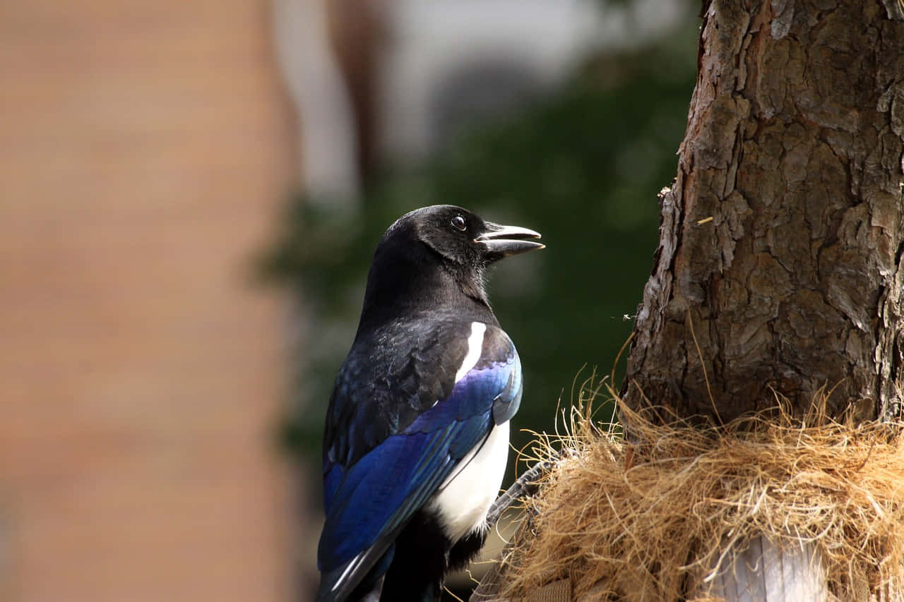 A group of magpies and crows perched on tree branches Wallpaper