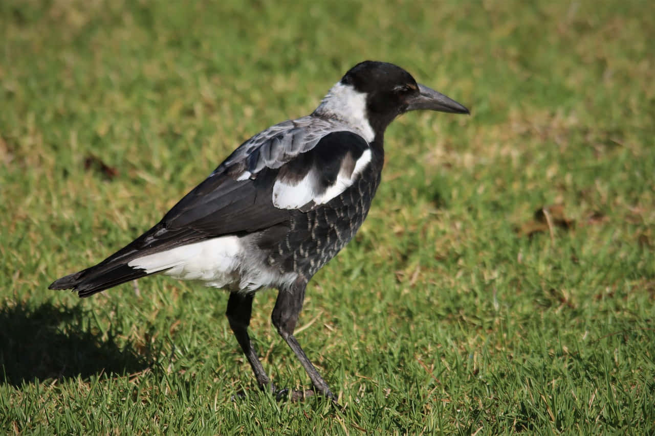 A group of magpies and crows perched on a tree branch Wallpaper