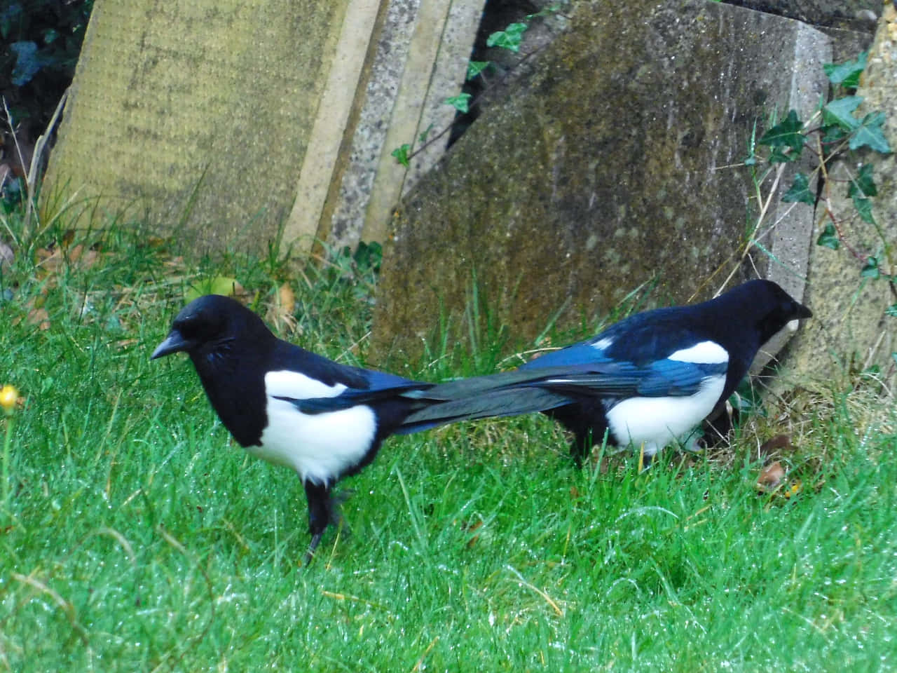 Magpies and crows enjoying nature together Wallpaper