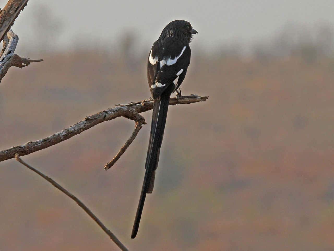 A magpie and crow perched on branches against an enchanting background Wallpaper