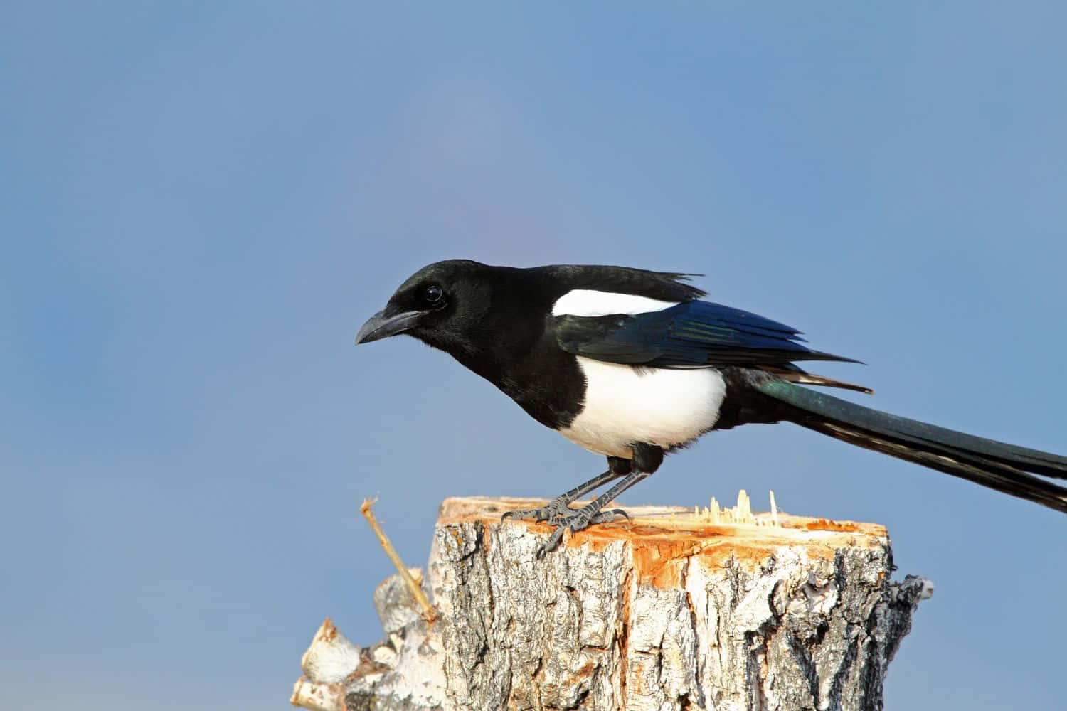 A captivating meeting of magpies and crows perched on branches Wallpaper