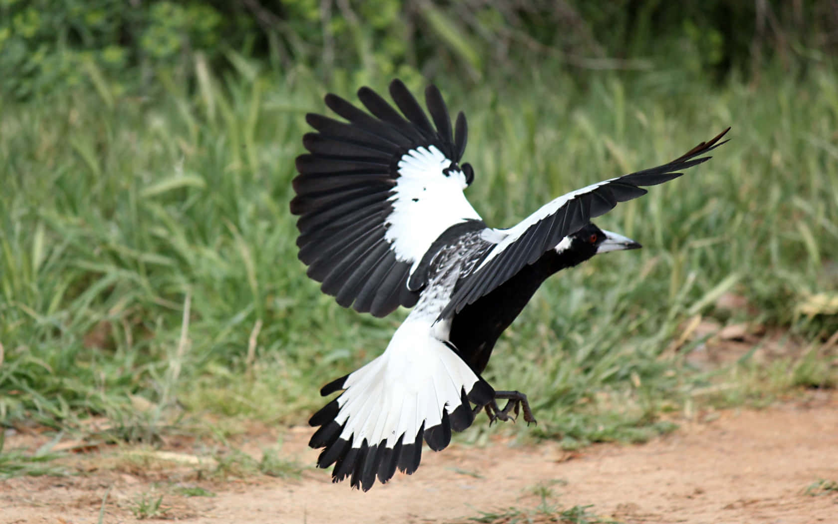 Magpies and Crows Gathering in Nature Wallpaper