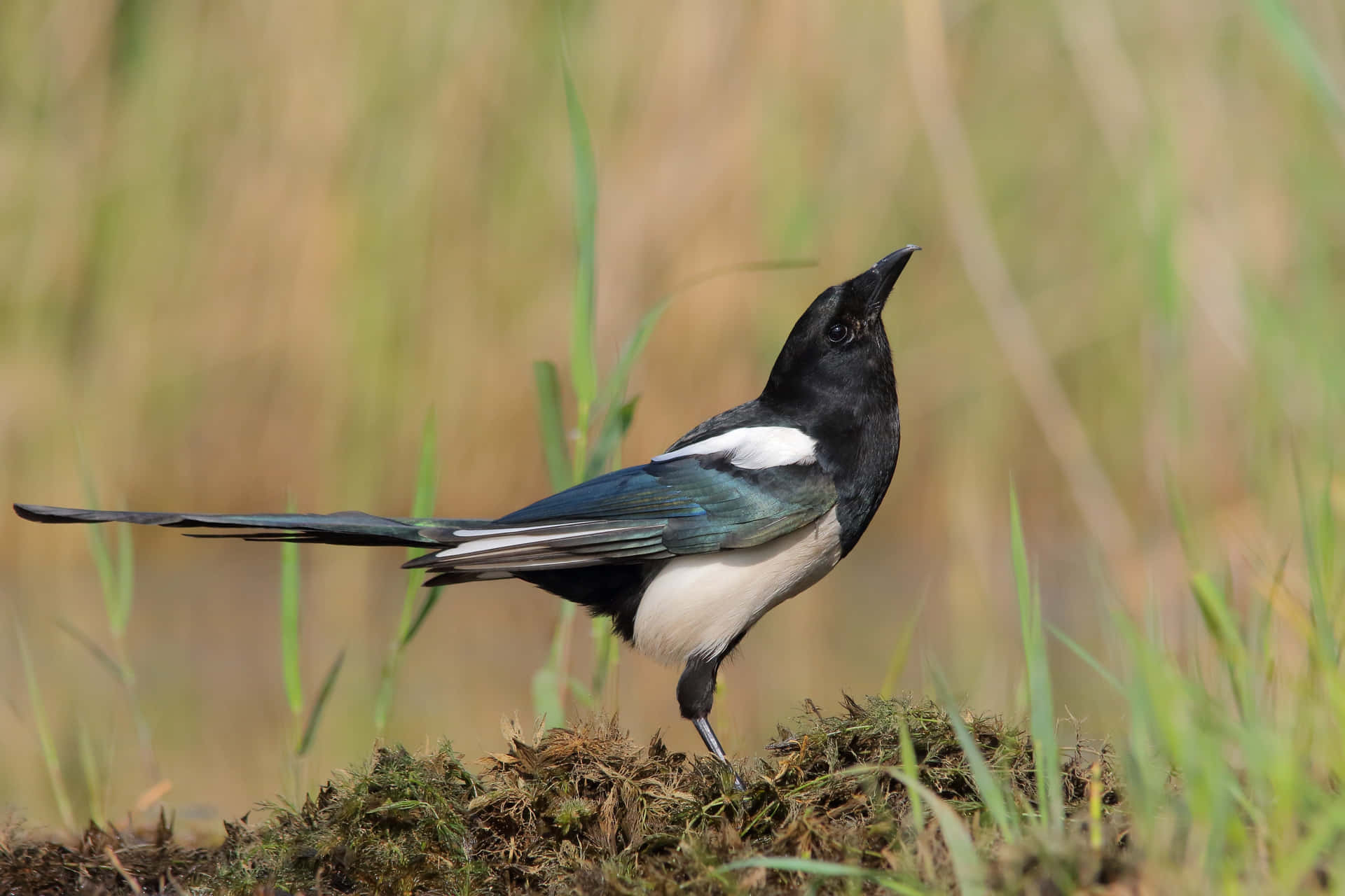 A magpie and a crow perched on a tree branch together Wallpaper