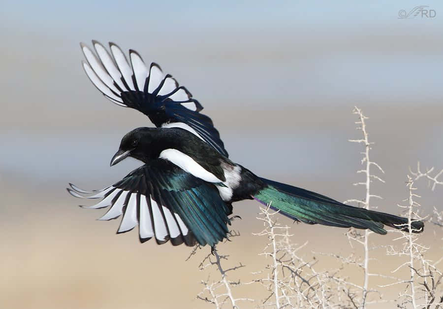 Magpies and crows perched on tree branches. Wallpaper