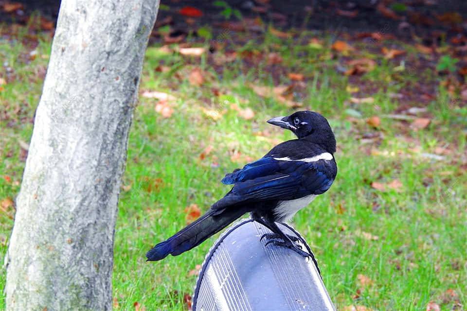 Magpies And Crows Gathering On Tree Branches Wallpaper