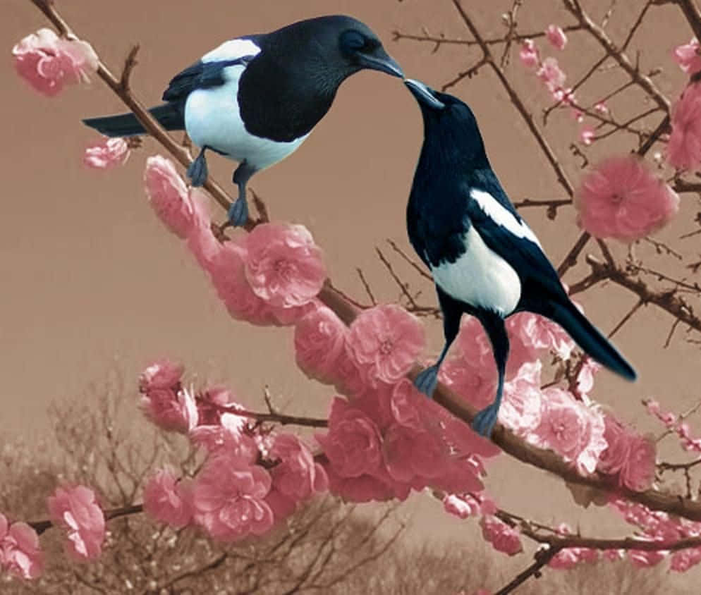 A group of magpies and crows perching together on a tree branch Wallpaper