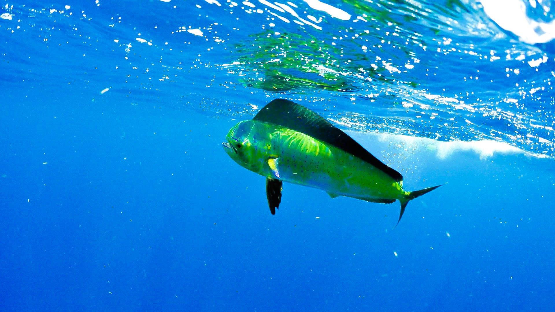 Mahi Mahi  Common Dolphinfish HD phone wallpaper  Pxfuel