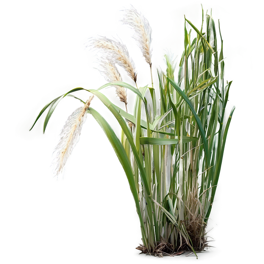 Maiden Grass Design Png 06212024 PNG