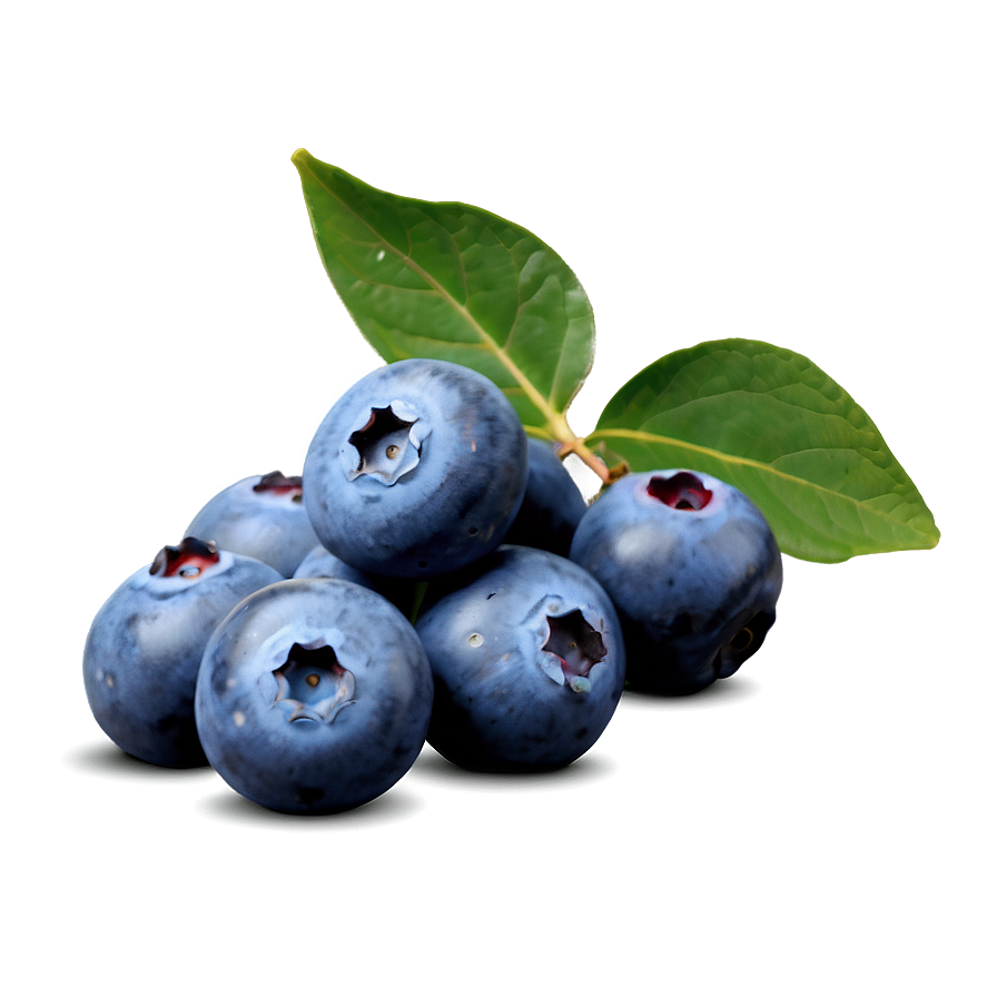 Maine Blueberry Harvest Png Wip11 PNG