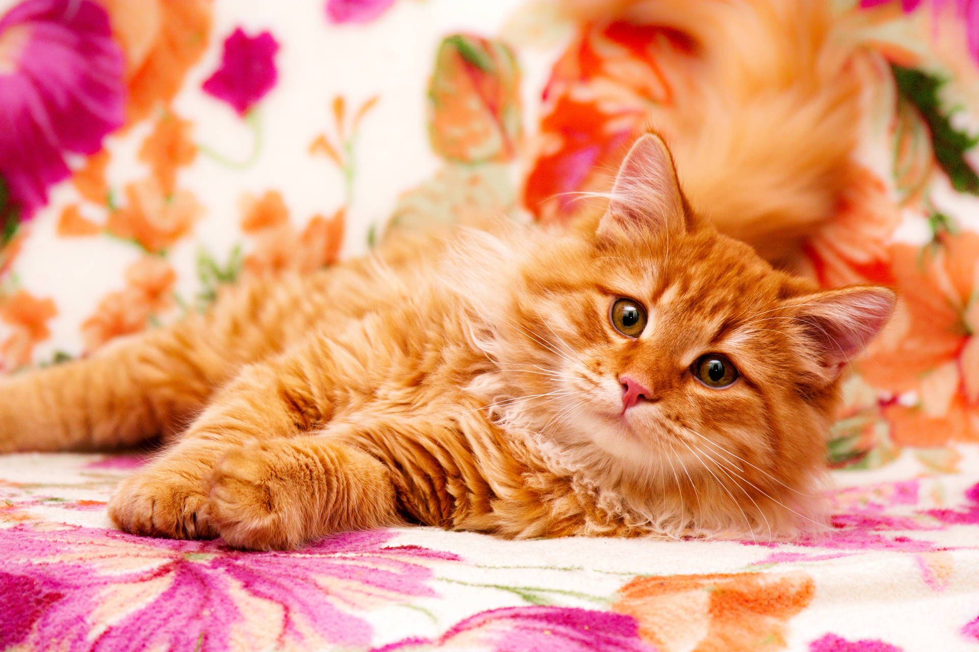 Mainecoon Rot-orange Katze In Ultimativer 4k-auflösung Wallpaper
