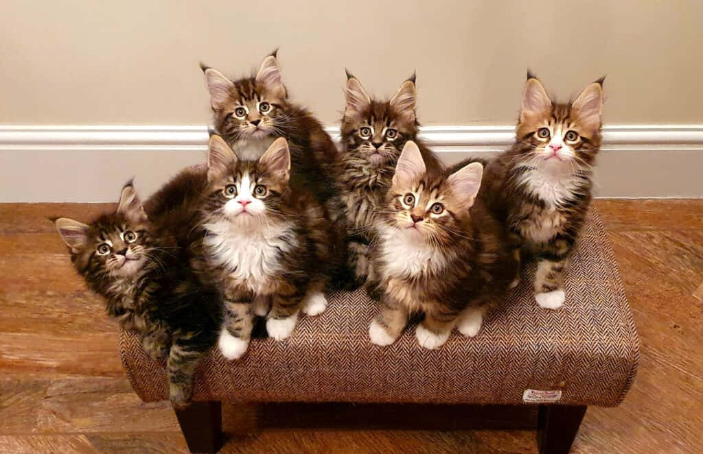 Ungrupo De Gatitos Sentados En Un Sofá
