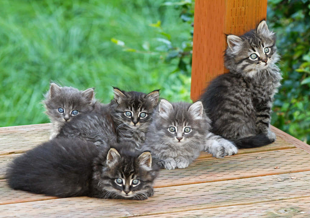 Ungrupo De Gatitos Grises Sentados En Una Terraza De Madera