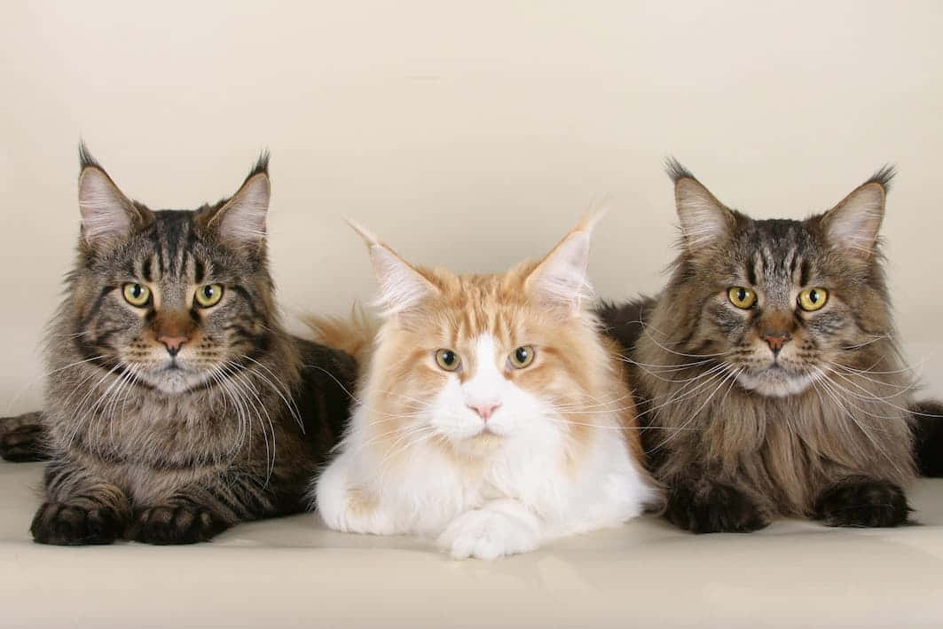 Three Coon Cats Sitting On A Beige Background
