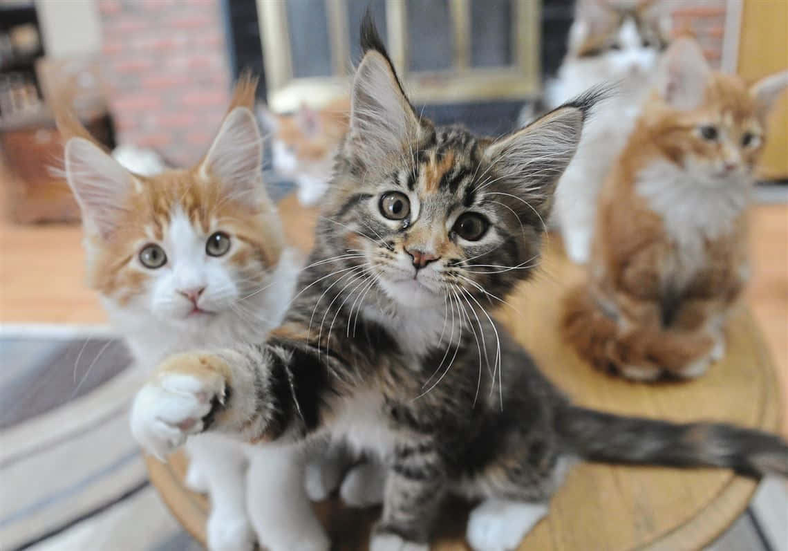 A Group Of Kittens Are Sitting On A Table