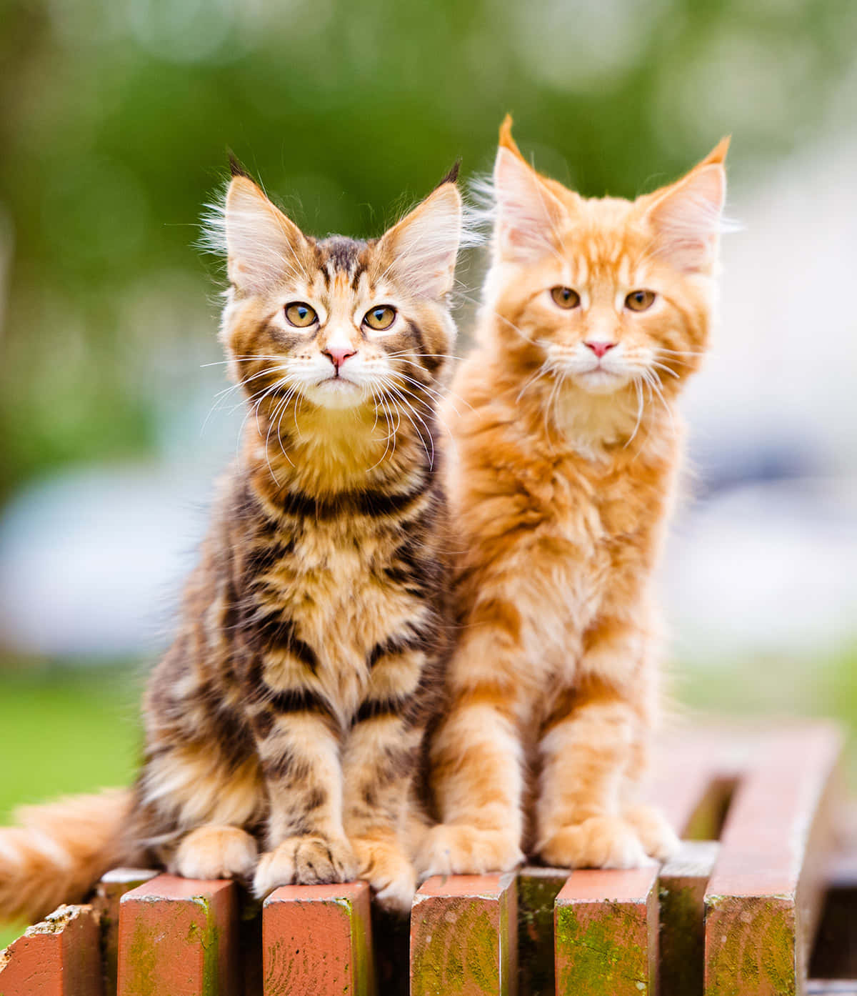 Two Kittens On A Bench