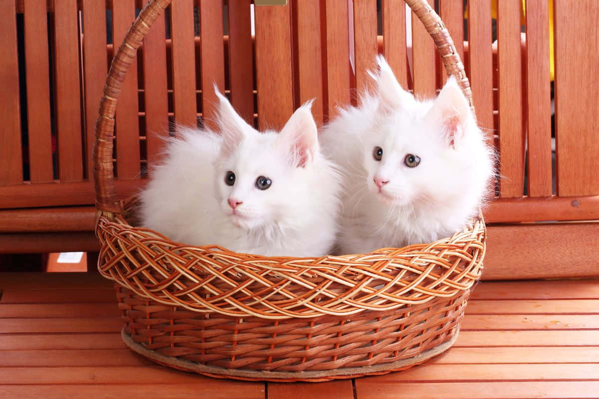 Two White Kittens In A Basket